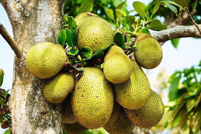 Foodie Palabras Jackfruit Árbol