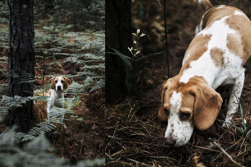 trufa de verano perro trufero