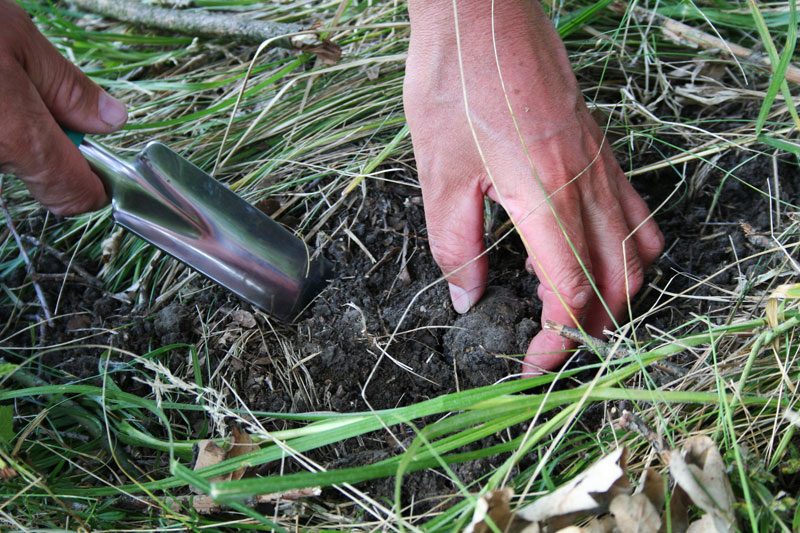 trufa de verano tesoro bajo tierra