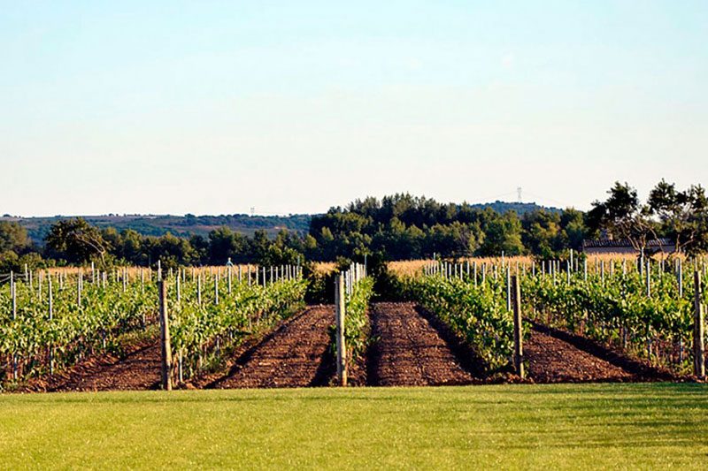 24 Mozas Toro viñedos