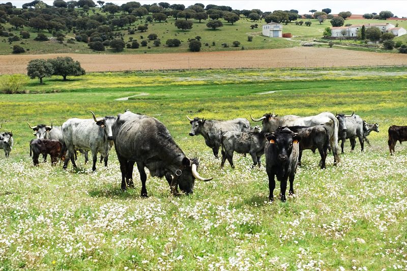 hamburguesa ecologica de ternera charra bienestar animal